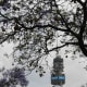 Pretoria is a "proud host City" of the 2010 Fifa World Cup - symbolised by this soccer ball on the Telkom tower, rising above the jacaranda blossoms