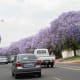 Main Road in Brooklyn, Pretoria, is a blaze with colour