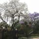pretoria-the-jacaranda-cityof-south-africa
