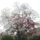 pretoria-the-jacaranda-cityof-south-africa