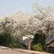 pretoria-the-jacaranda-cityof-south-africa