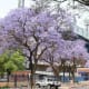 Sports capital - Loftus Versfeld rugby stadium, home of the Blue Bulls Rugby club and match venue for the 2010 Fifa World Cup