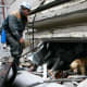 A rescuer and dog look for victims in the debris. (REUTERS/Ilya Naymushin)