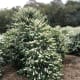 Coffee Bush in Flower