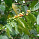 Coffea Arabic berries