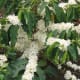 Coffea Arabic in Flower