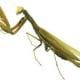 Praying mantis