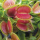 Venus fly trap cluster
