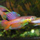 Killifish