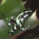 Dentrobates auratus