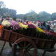chrysanthemum-show