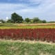 fukuoka-budget-my-travel-best-uminonakamichi-seaside-park