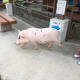 fukuoka-budget-my-travel-best-uminonakamichi-seaside-park