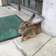 fukuoka-budget-my-travel-best-uminonakamichi-seaside-park