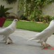 Pigeon in Faiz Mahal