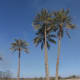 Khairpur is famous for Mirs' state as well as dates?(Khajoor)