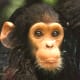 The cutest little chimp who looked at us as visitors of the zoo as if he was saying, “l know l’m adorable. My creator was so good to me because “l got the looks.”