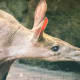 This beautiful creature which l am not sure what it is was somewhat inquisitive about us as visitors to the zoo.