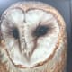 A beautiful and exotic owl that posed for this photo which is a poster at the Philadelphia Zoo. What awesome personality this creature demonstrates.