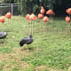 A photo taken at the flamingo exhibit where one of them did take time to pose for the camera.