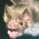 A scary looking photo of a bat. The bats were flying around in their cage but this batt took a moment for me to get this frightening but interesting photo. What personality these creatures have.