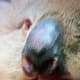 Jeremy is the cutest Koala who had to receive treatment after he was burned in the Australian bushfires.