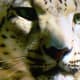Miska, a beautiful snow leopard delivered three cubs under the watchful care of her keepers.