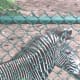 A photo of a zebra that had no interest in it’s visitors as he turned and gave her a side view then walked away.
