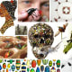 Featuring 10 insect inspired artists