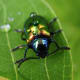 DOGBANE BEETLE