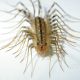 HOUSE CENTIPEDE ICK #2!