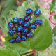 COTTON HARLEQUIN