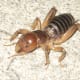 EWWW! POTATO BUG'S BIG UGLY MUG!!