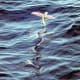 Flying fish about to fly. At least 40 species of flying fish live around Lanyu and are a cultural icon. Special boats are made to catch them.