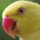 macrophotography-of-birds