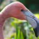 macrophotography-of-birds