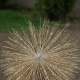 Grey Crowned Crane