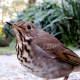 Wren