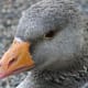 macrophotography-of-birds