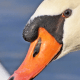 Swan