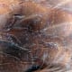 A chicken feather like you have never seen it before!