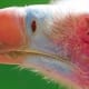 White-headed Vulture (Trigonoceps occipitalis)