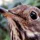 Close-up of Wren Face