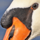 Swan