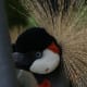 The texture of this Grey Crowned Crane's tri-colored wattle is easily seen in this image. Also note the various types and textures of feathers that is seen in this image.