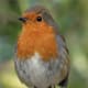 Robin in Dublin