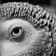 This African Grey Parrot's beauty is enhanced through the use of macrophotography.
