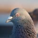 The feather details on this Rock Pigeon is quite remarkable.