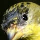 The close-up of the feathers on this Lesser Goldfinch is nothing short of amazing. The texture around the birds eye is also an interesting feature to view in this image.