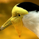 The skin and folds of this bird's wattle is viewed clearly in this image. The details of its beak is made even more interesting when viewed this closely.